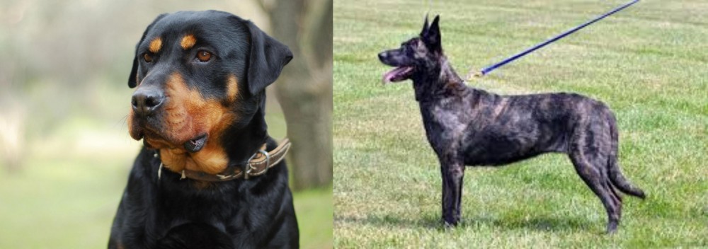 Dutch Shepherd vs Rottweiler - Breed Comparison
