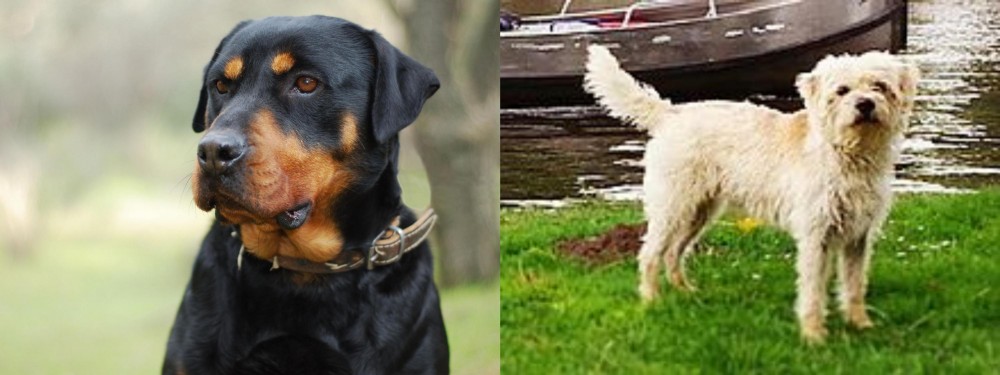 Dutch Smoushond vs Rottweiler - Breed Comparison