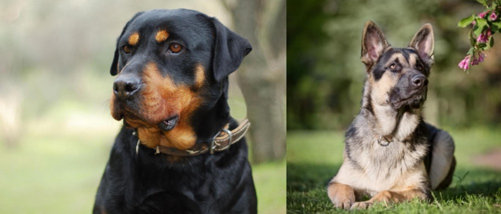 East European Shepherd vs Rottweiler - Breed Comparison
