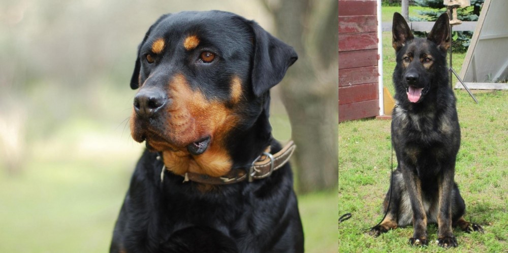 East German Shepherd vs Rottweiler - Breed Comparison