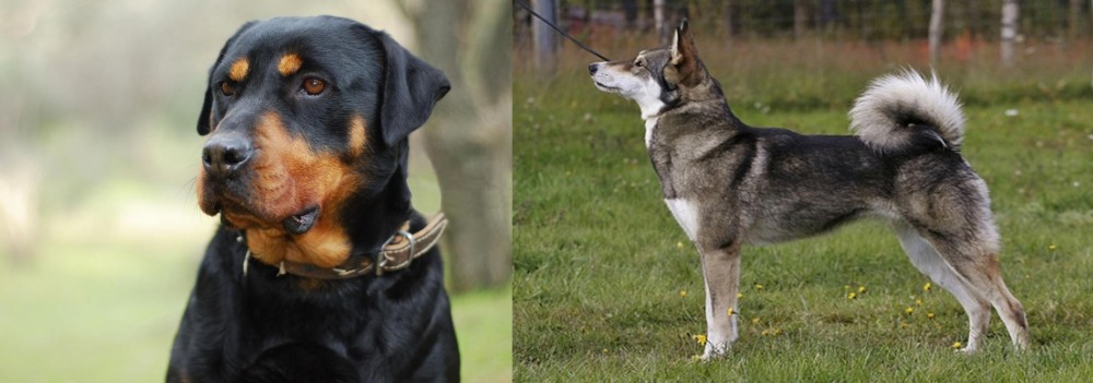 East Siberian Laika vs Rottweiler - Breed Comparison