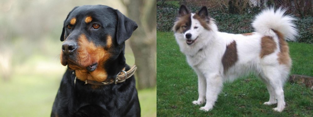 Elo vs Rottweiler - Breed Comparison