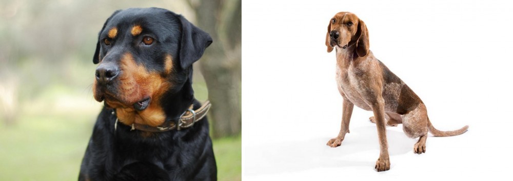 English Coonhound vs Rottweiler - Breed Comparison