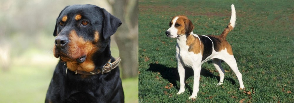 English Foxhound vs Rottweiler - Breed Comparison