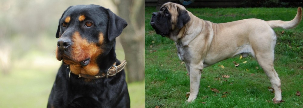 English Mastiff vs Rottweiler - Breed Comparison