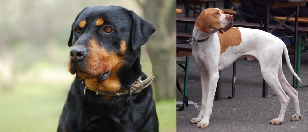 English Pointer vs Rottweiler - Breed Comparison