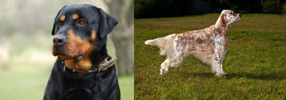 English Setter vs Rottweiler - Breed Comparison