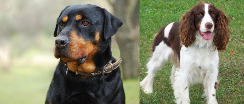 English Springer Spaniel vs Rottweiler - Breed Comparison