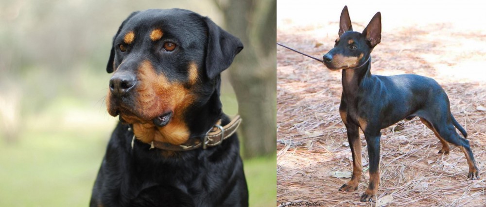 English Toy Terrier (Black & Tan) vs Rottweiler - Breed Comparison