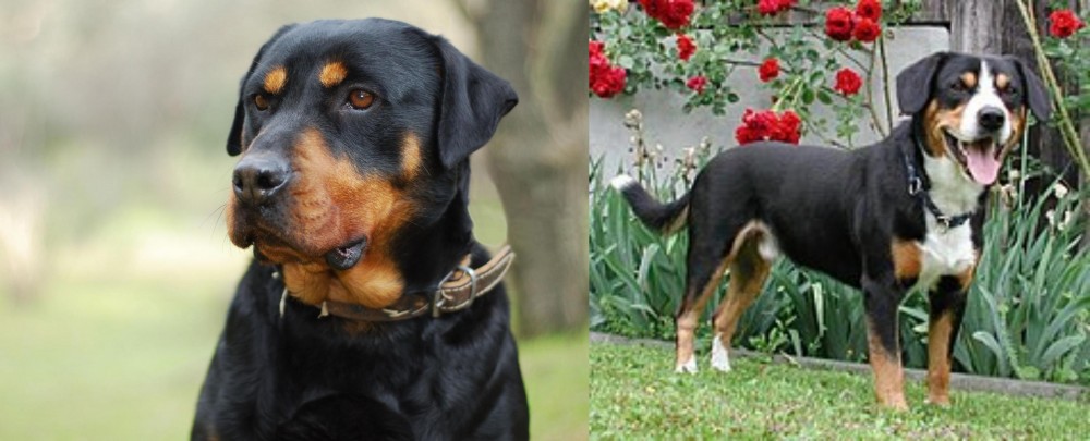 Entlebucher Mountain Dog vs Rottweiler - Breed Comparison