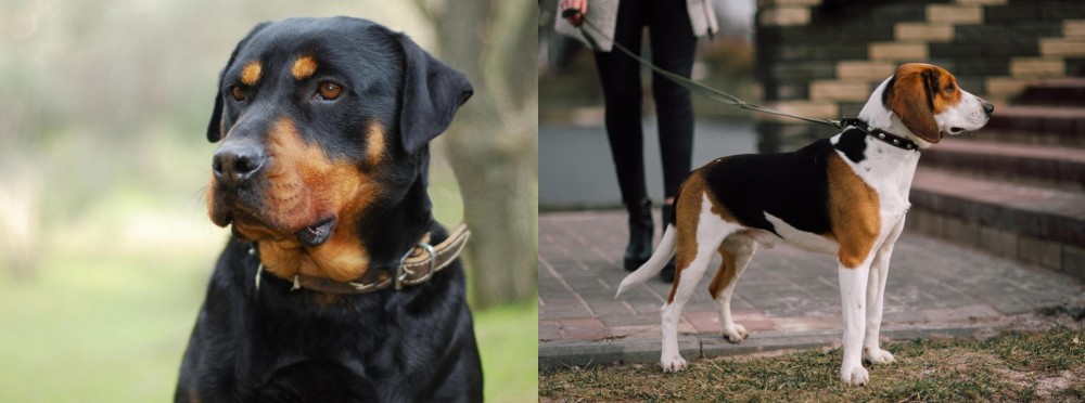 Estonian Hound vs Rottweiler - Breed Comparison