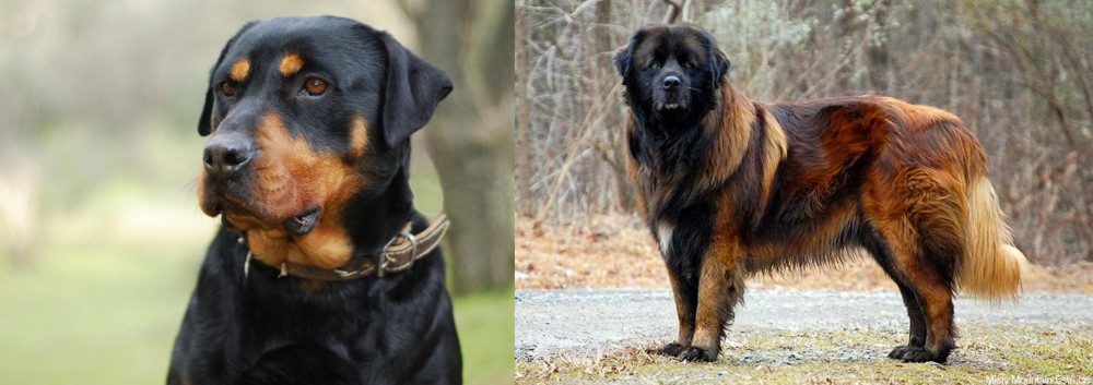Estrela Mountain Dog vs Rottweiler - Breed Comparison