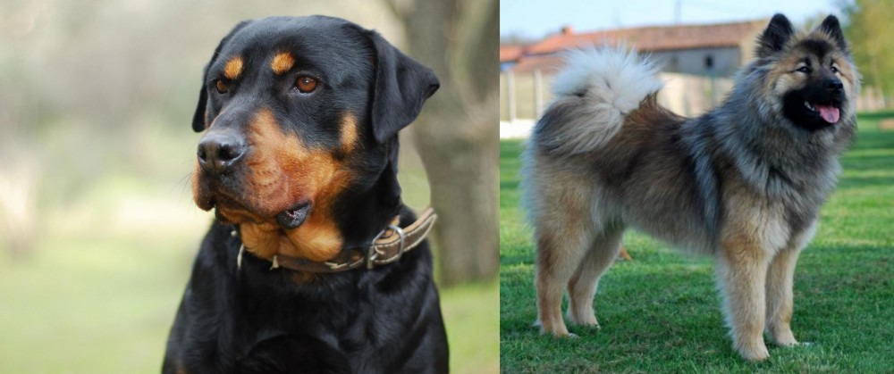 Eurasier vs Rottweiler - Breed Comparison
