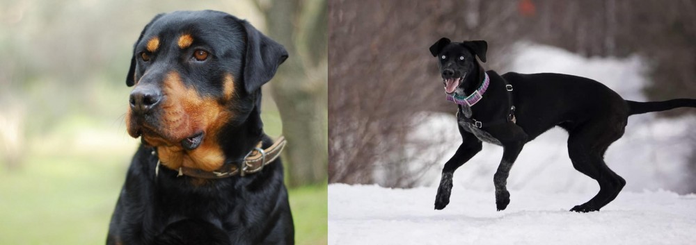 Eurohound vs Rottweiler - Breed Comparison