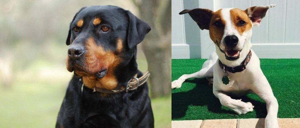 Feist vs Rottweiler - Breed Comparison