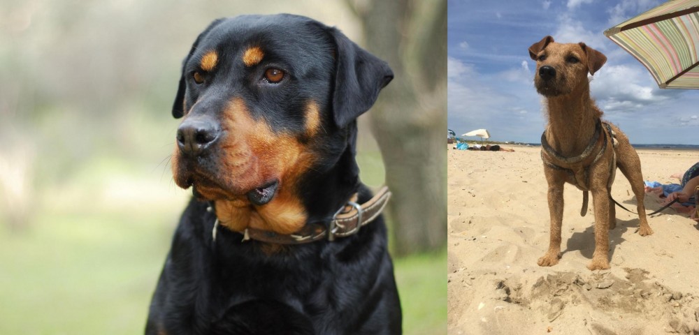 Fell Terrier vs Rottweiler - Breed Comparison