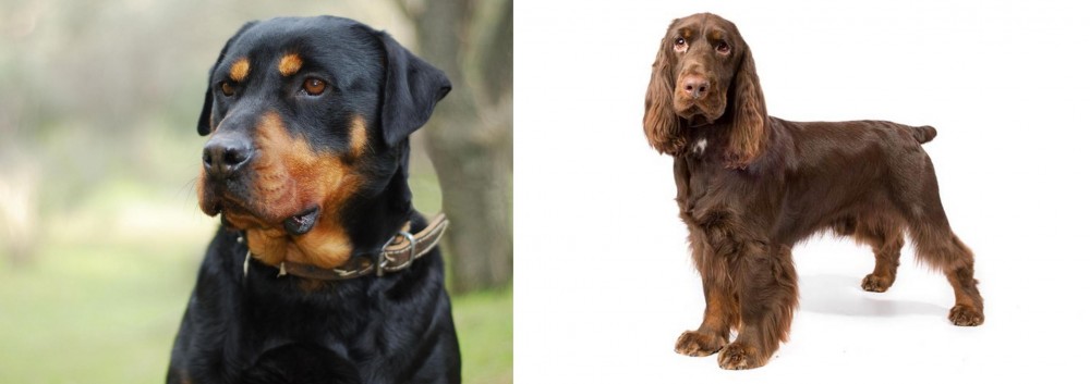 Field Spaniel vs Rottweiler - Breed Comparison