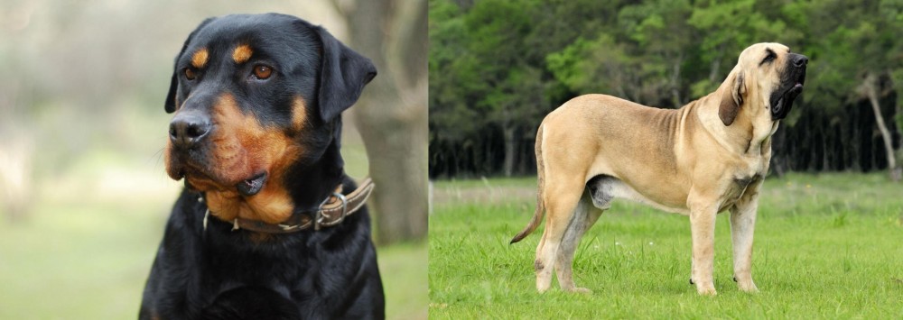 Fila Brasileiro vs Rottweiler - Breed Comparison