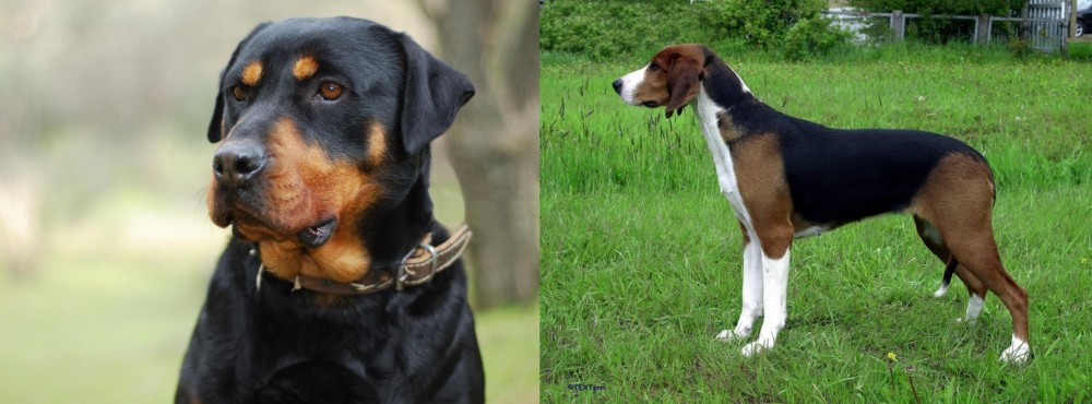 Finnish Hound vs Rottweiler - Breed Comparison