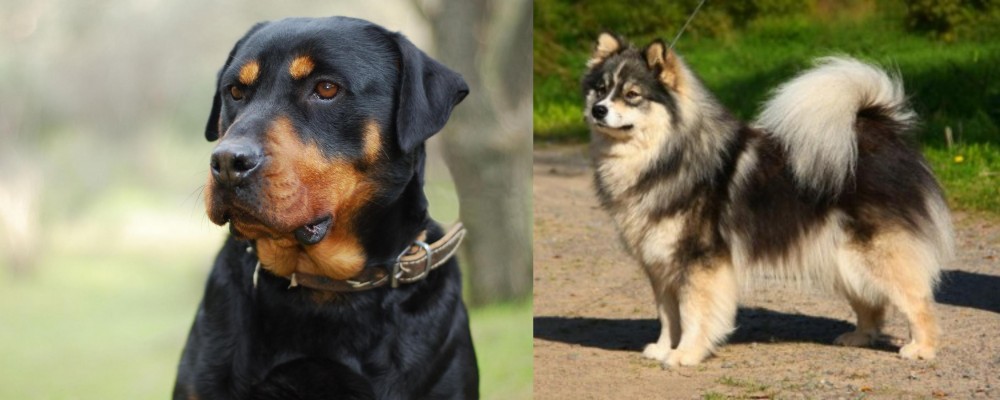 Finnish Lapphund vs Rottweiler - Breed Comparison