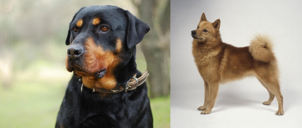 Finnish Spitz vs Rottweiler - Breed Comparison