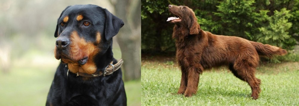 Flat-Coated Retriever vs Rottweiler - Breed Comparison