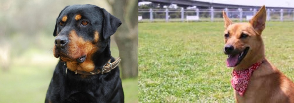 Formosan Mountain Dog vs Rottweiler - Breed Comparison