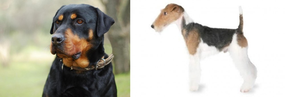 Fox Terrier vs Rottweiler - Breed Comparison