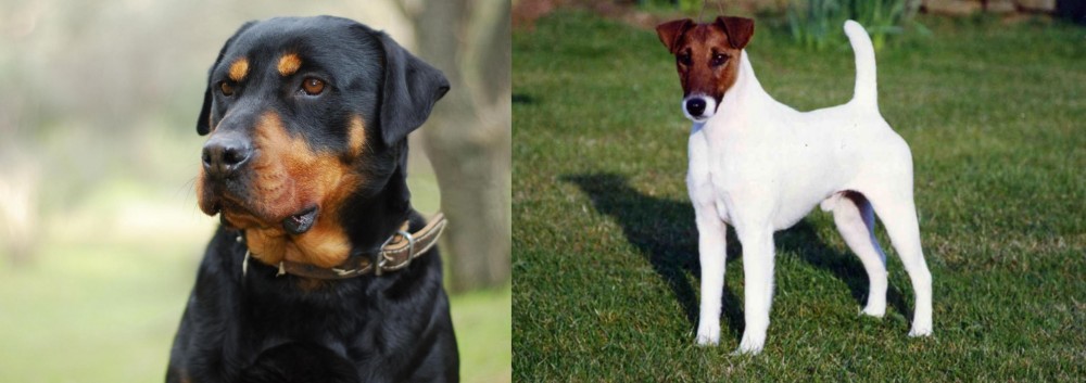 Fox Terrier (Smooth) vs Rottweiler - Breed Comparison
