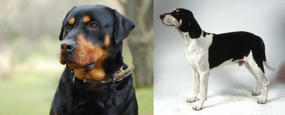 Francais Blanc et Noir vs Rottweiler - Breed Comparison