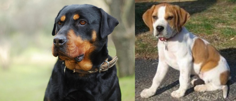 Francais Blanc et Orange vs Rottweiler - Breed Comparison