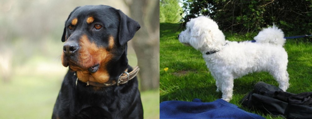 Franzuskaya Bolonka vs Rottweiler - Breed Comparison