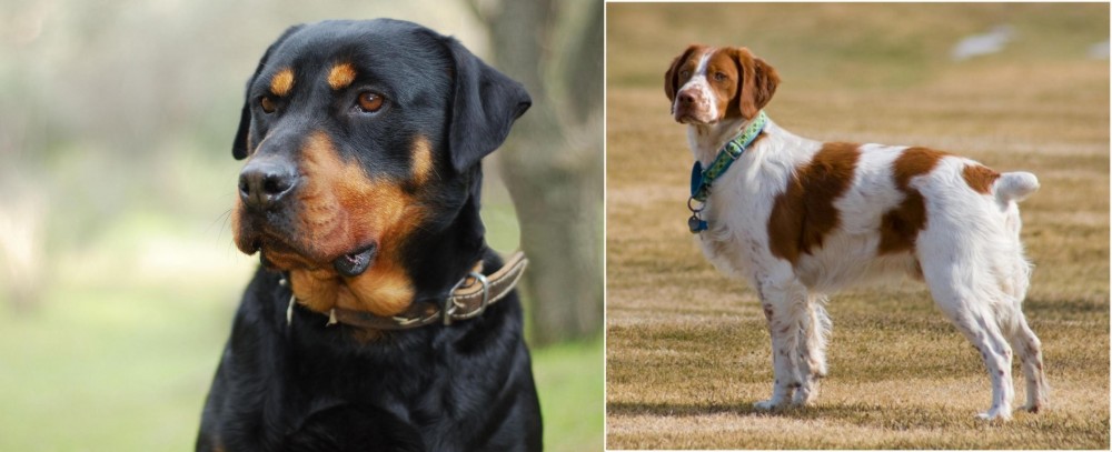 French Brittany vs Rottweiler - Breed Comparison