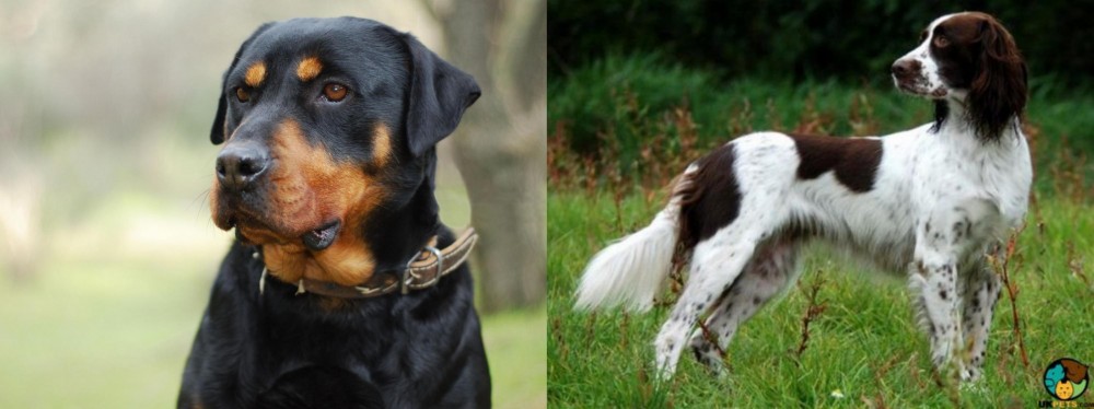 French Spaniel vs Rottweiler - Breed Comparison