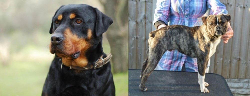 Fruggle vs Rottweiler - Breed Comparison