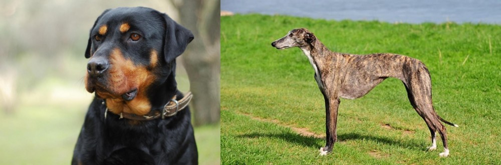 Galgo Espanol vs Rottweiler - Breed Comparison