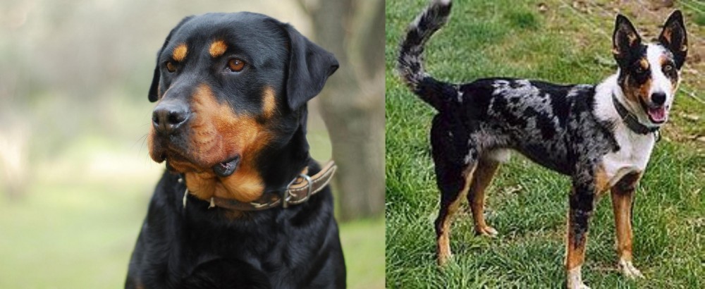 German Coolie vs Rottweiler - Breed Comparison