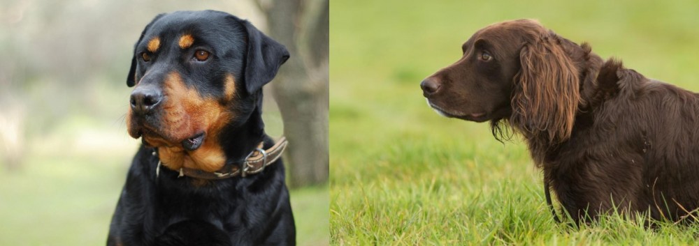 German Longhaired Pointer vs Rottweiler - Breed Comparison