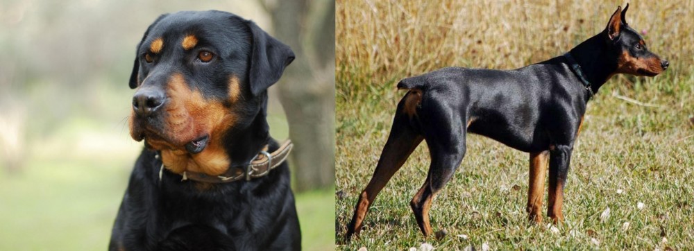 German Pinscher vs Rottweiler - Breed Comparison
