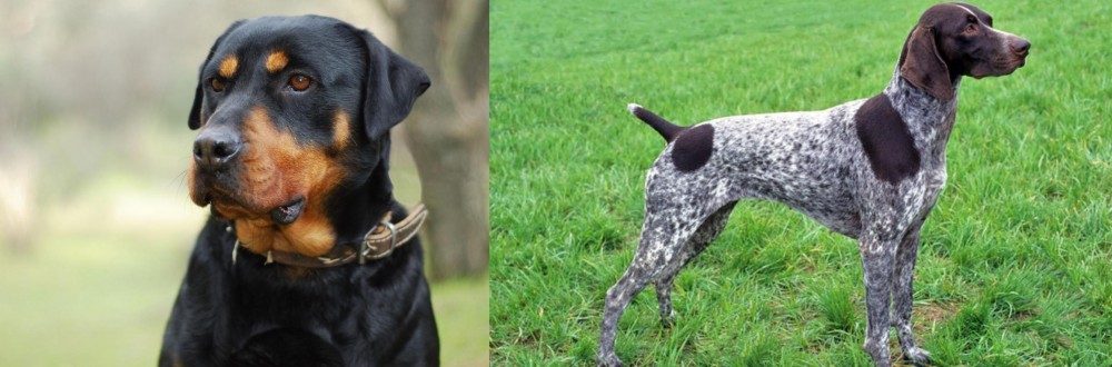 German Shorthaired Pointer vs Rottweiler - Breed Comparison