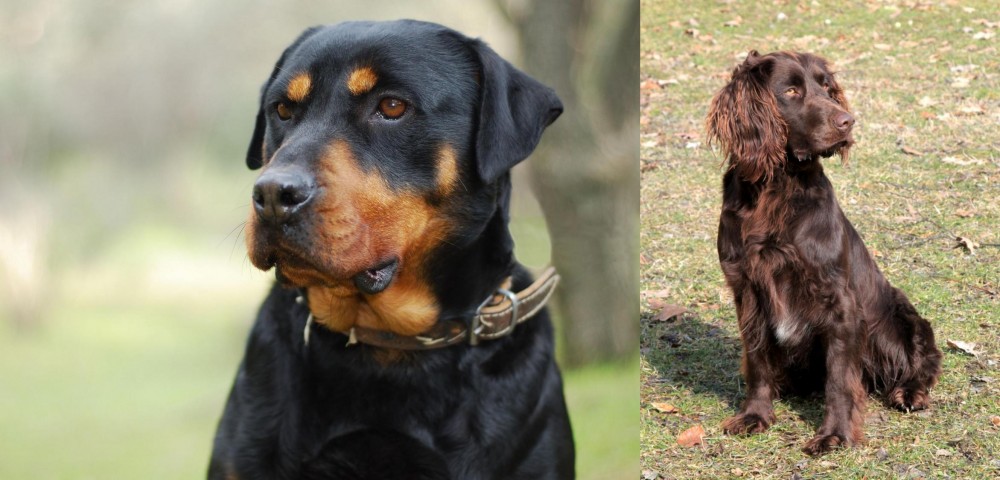 German Spaniel vs Rottweiler - Breed Comparison