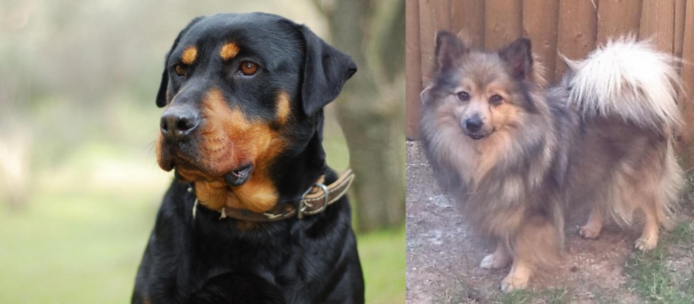 German Spitz (Mittel) vs Rottweiler - Breed Comparison