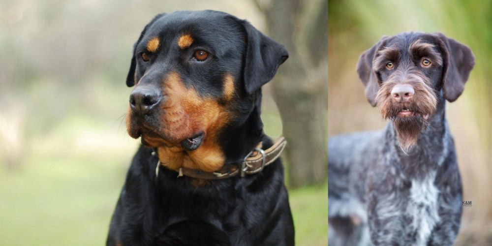 German Wirehaired Pointer vs Rottweiler - Breed Comparison