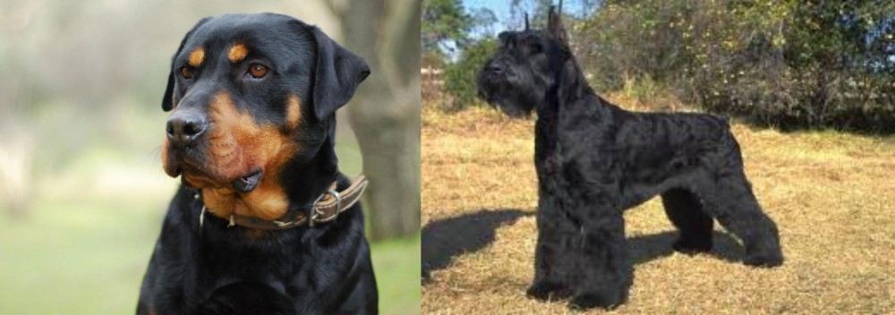 Giant Schnauzer vs Rottweiler - Breed Comparison