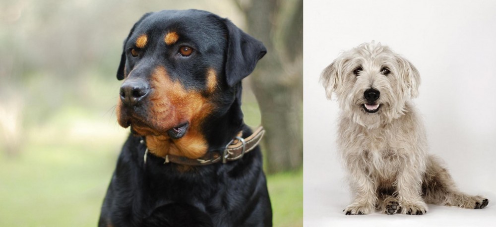 Glen of Imaal Terrier vs Rottweiler - Breed Comparison
