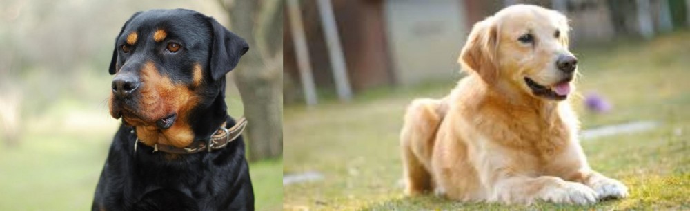 Goldador vs Rottweiler - Breed Comparison