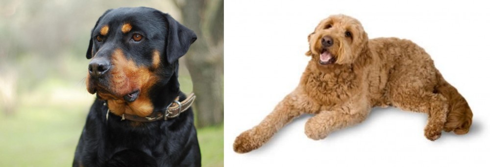 Golden Doodle vs Rottweiler - Breed Comparison