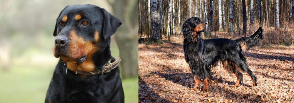 Gordon Setter vs Rottweiler - Breed Comparison
