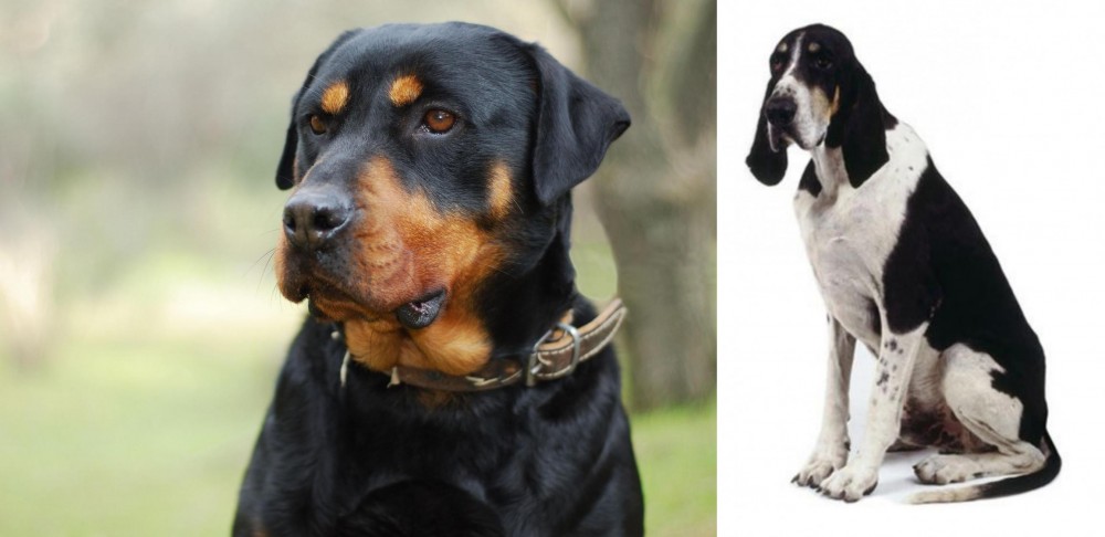 Grand Anglo-Francais Blanc et Noir vs Rottweiler - Breed Comparison