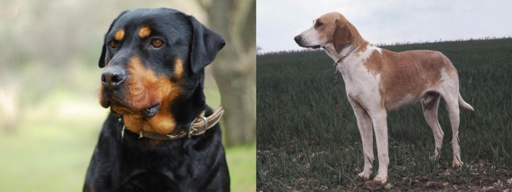 Grand Anglo-Francais Blanc et Orange vs Rottweiler - Breed Comparison